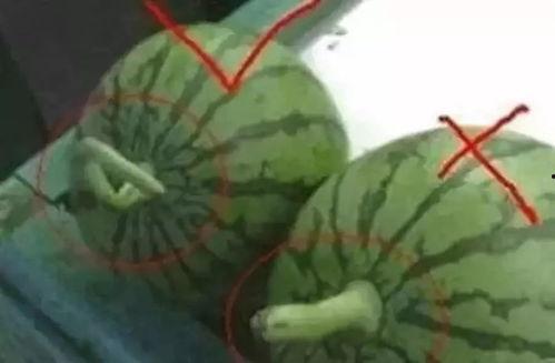 吃瓜视频名字大全免费,带你领略网络娱乐新风尚