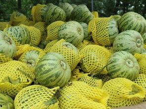 老人可以吃烤小瓜吗视频,适合老年人的美味小食