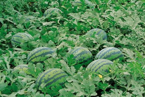 凉山热总吃瓜视频,揭秘网络热点的背后真相