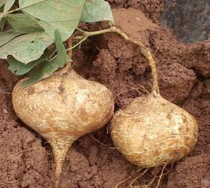 土瓜氧化还可以吃吗视频,安全食用指南