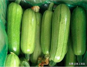 儿童吃西葫芦瓜视频,趣味视频教你轻松烹饪儿童美食