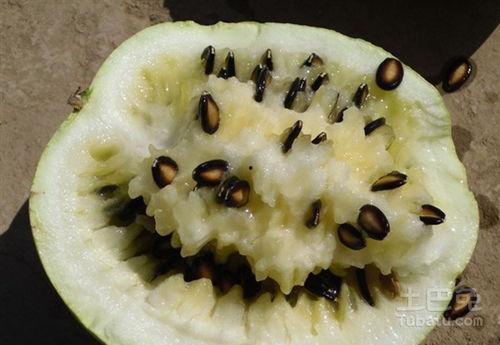 孕妇吃打籽瓜好不好呢视频